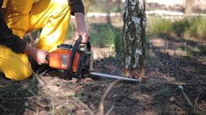 How Our Tree Care Process Works  in  Dickson, OK